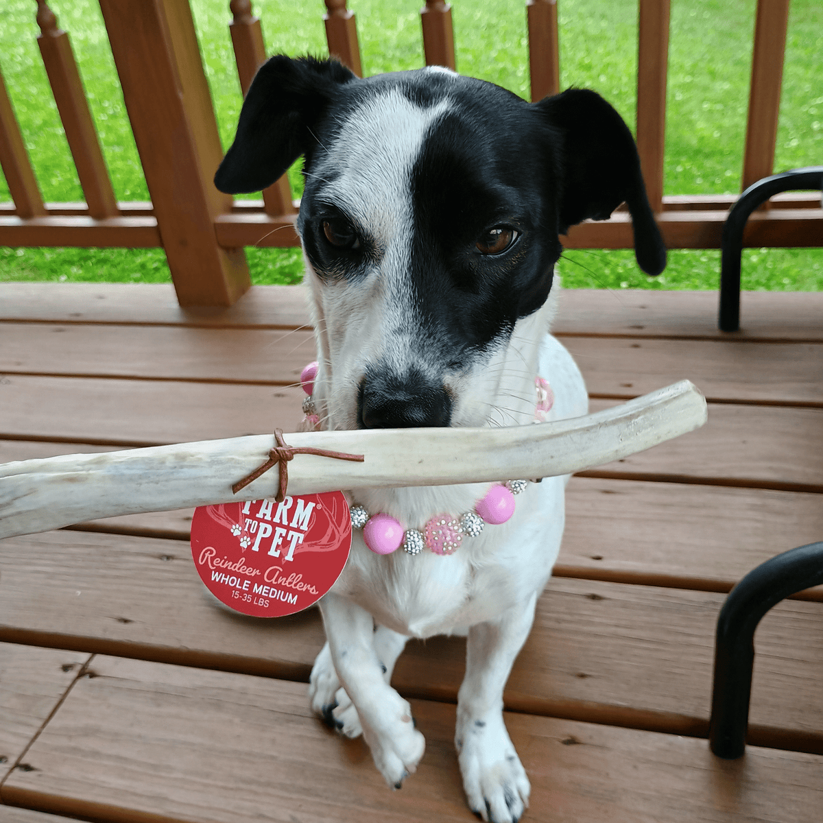 Reindeer Antler Dog Chews | Organic Chews for Dogs